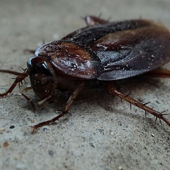 Cockroaches, Pest Control in Paddington, W2. Call Now! 020 8166 9746