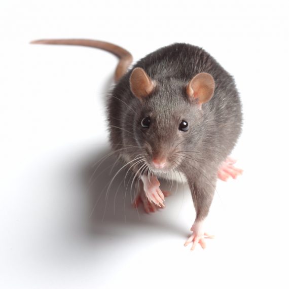 Rats, Pest Control in Paddington, W2. Call Now! 020 8166 9746