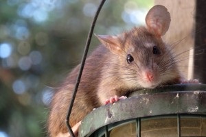 Rat Infestation, Pest Control in Paddington, W2. Call Now 020 8166 9746