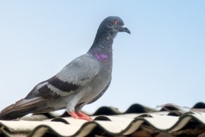 Pigeon Pest, Pest Control in Paddington, W2. Call Now 020 8166 9746