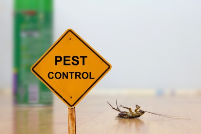 Pest Contol in Paddington, W2. Call Now 020 8166 9746