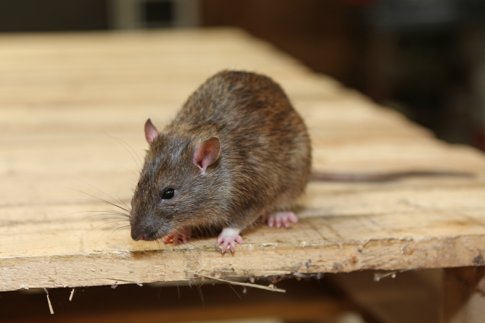 Rat extermination, Pest Control in Paddington, W2. Call Now 020 8166 9746