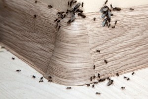 Ant Control, Pest Control in Paddington, W2. Call Now 020 8166 9746